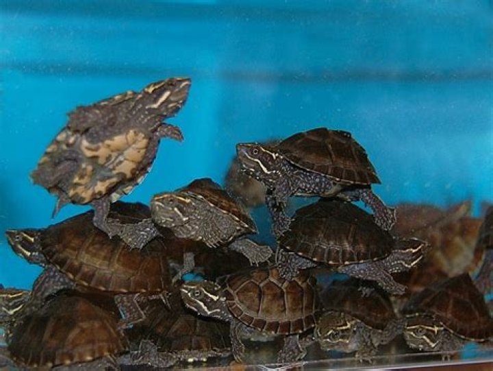 Common Musk Turtle: Care Guide, Varieties, Lifespan & More (with Pictures)
