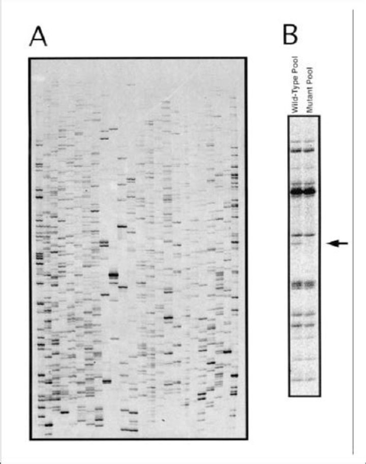 Definitions of electrophoresed - OneLook