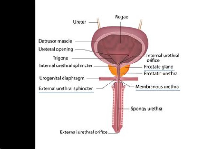 Definitions of macrophallus - OneLook