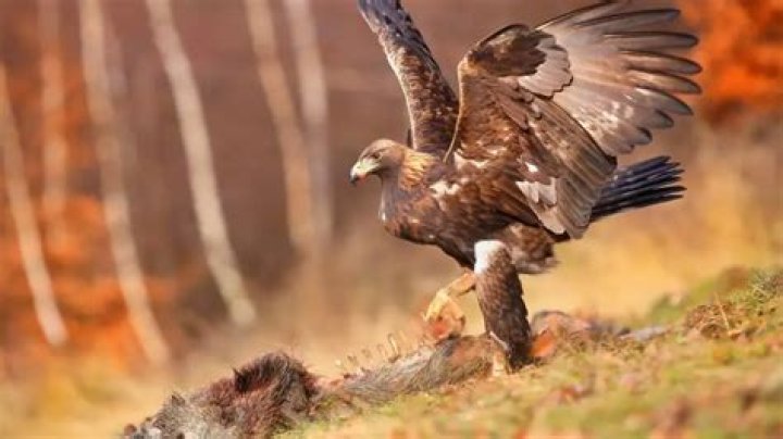 Do Bald Eagles Attack And Kill Cats? Facts & FAQ