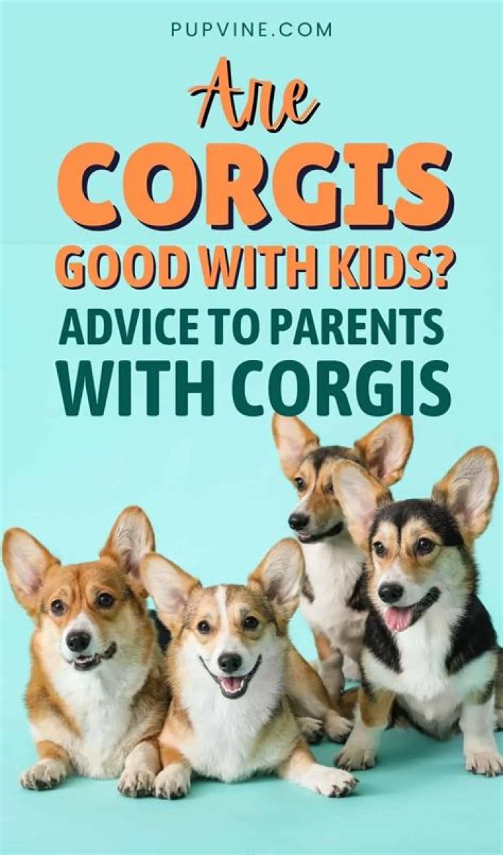 Do Corgis Make Good Pets? What You Need to Know