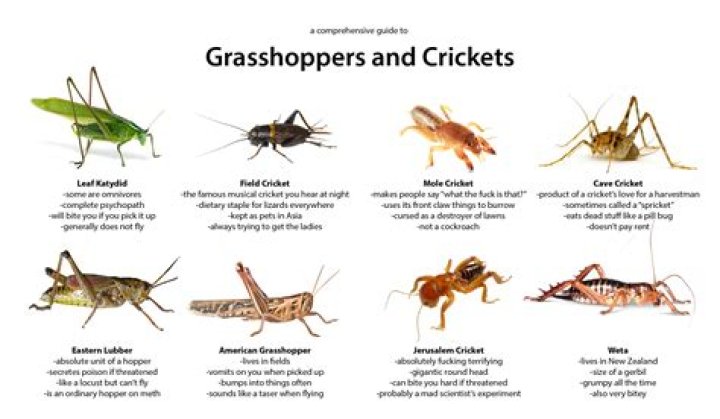 Do Grasshoppers Make Great Pets? Types, Facts, Pros & Cons