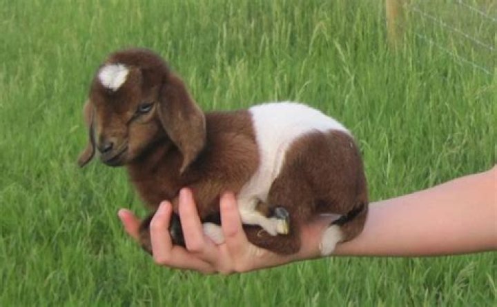 Do Miniature & Pygmy Goats Make Good Pets? 15 Vet-Reviewed Considerations to Know Before Getting One