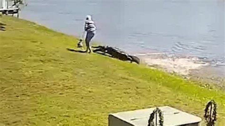 Gator Attacks Elderly Woman Full Video Reddit & Twitter
