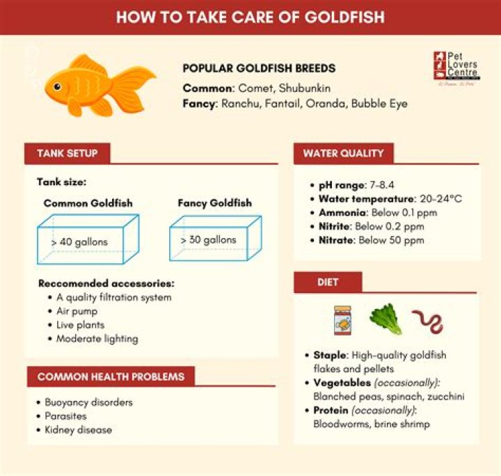 Goldfish Care Guide for Beginners: 10 Vet-Approved Tips