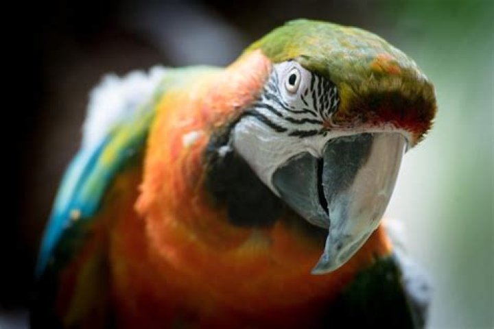 Harlequin Macaw: Info & Care Guide (with Pictures)