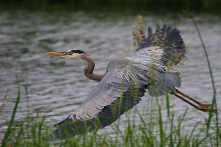 HERON