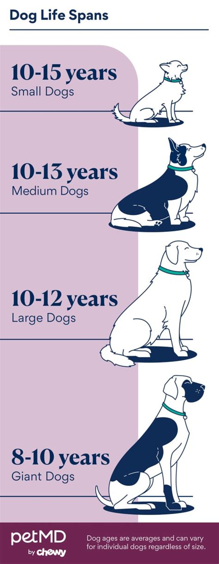 How Long Do Dogs Live? Average Lifespan Data & Care