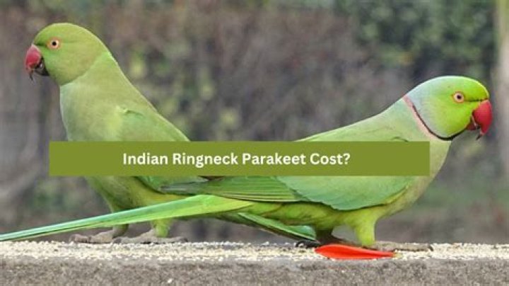 How Much Does an Indian Ringneck Parakeet Cost? (2024 Price Guide)