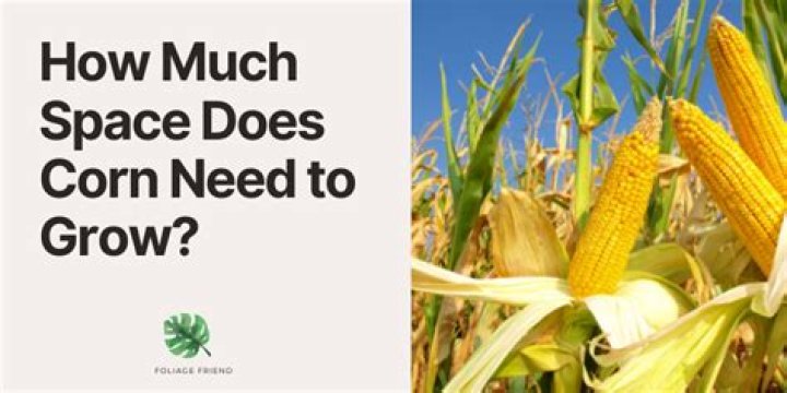 How Much Space Does a Dog Need? What You Need To Know!