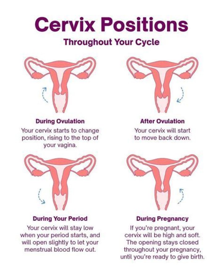 How Soon Before Period Does Cervix Drop - Everything You Need to Know