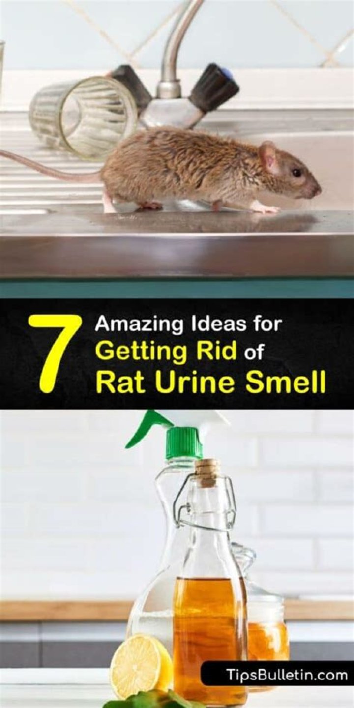 How to Clean Mouse & Rat Urine & Feces: 4 Vet-Approved Methods