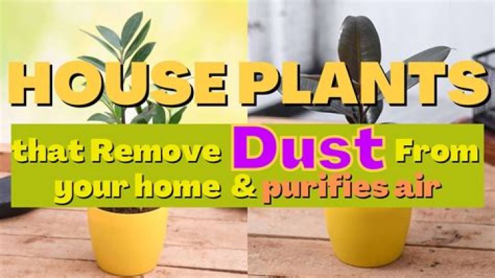 How To Dust Plants the Green Thumb Way