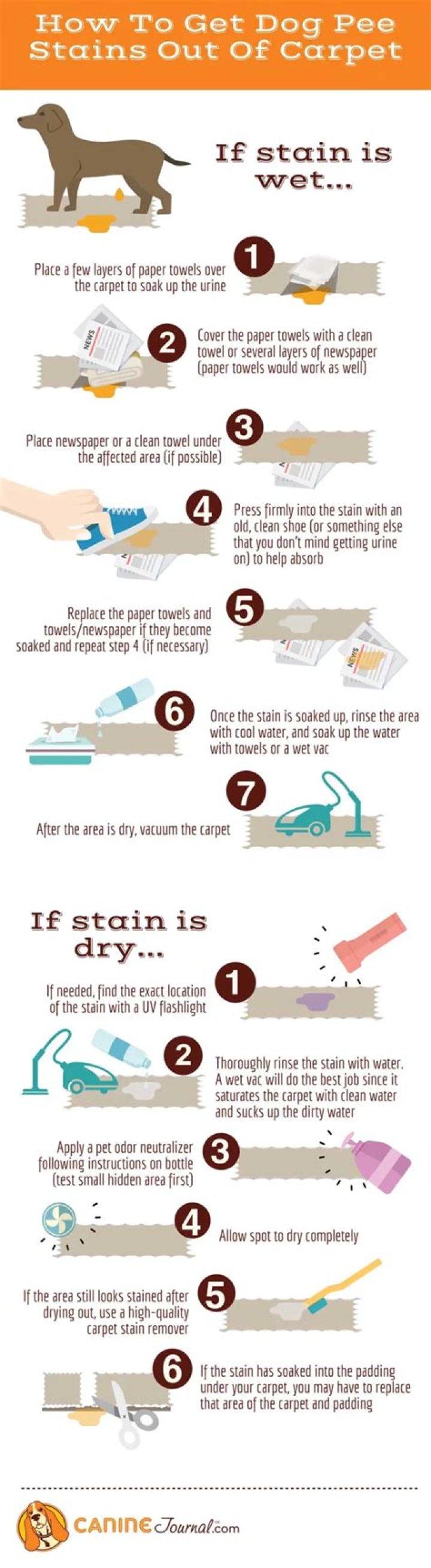 How to Get Dog Pee Smell & Stains Out of a Couch: 4 Effective Steps