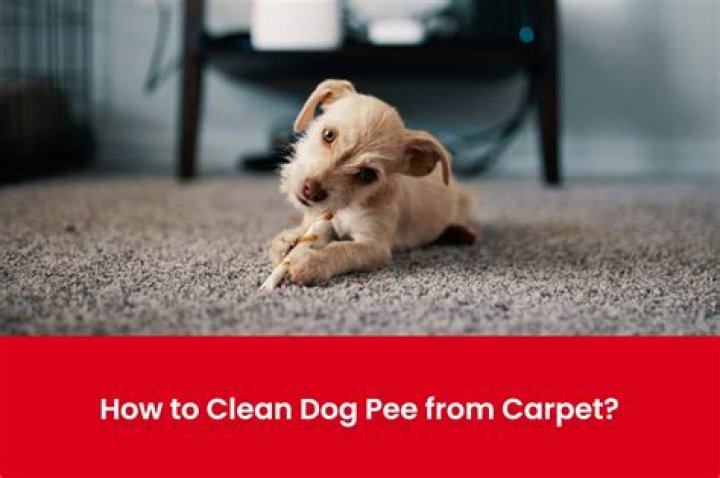 How To Get Rabbit Pee Smell & Stains Out of Carpet: 4 Expert Methods