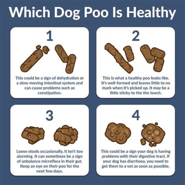 How to Get Rid of Dog Poop Smell Outside – 6 Helpful Ways