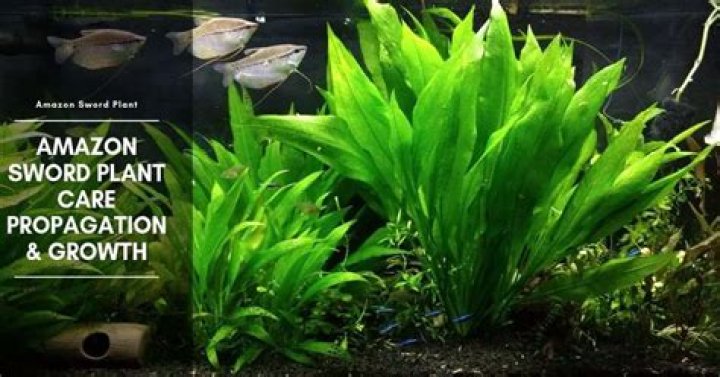 How to Grow Amazon Sword: Planting, Growth Rate & Care Guide