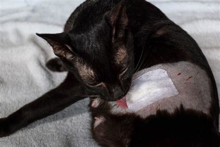 How to Keep a Cat from Licking Their Wounds: 3 Vet-Approved Methods
