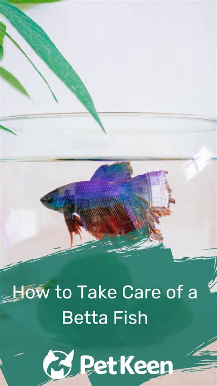 How to Take Care of a Betta Fish: Fact Sheet & Advice 2024