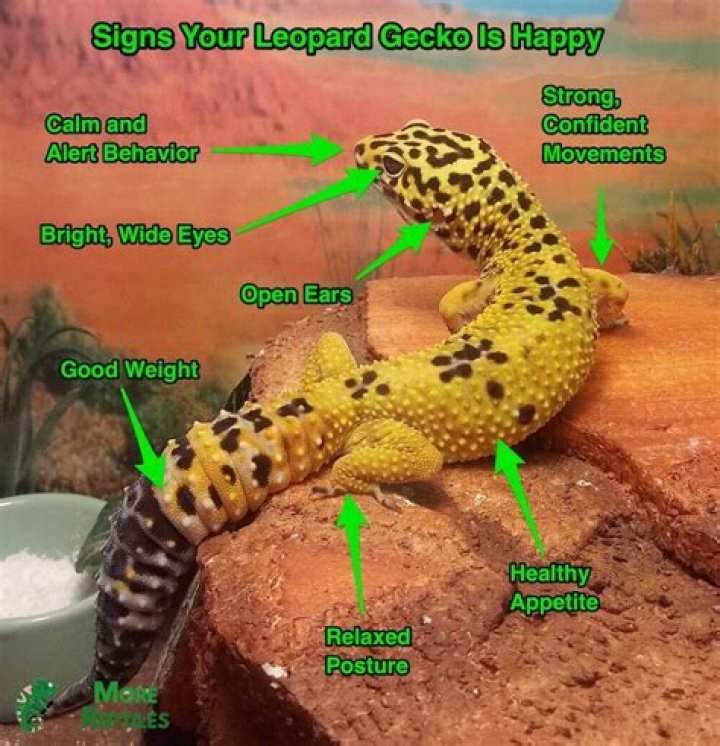 How to Tell If Your Leopard Gecko Is Happy: 5 Signs to Look For