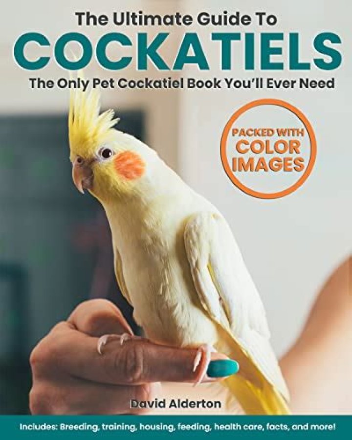 How to Train Cockatiels: 5 Tips, Tricks & Advice