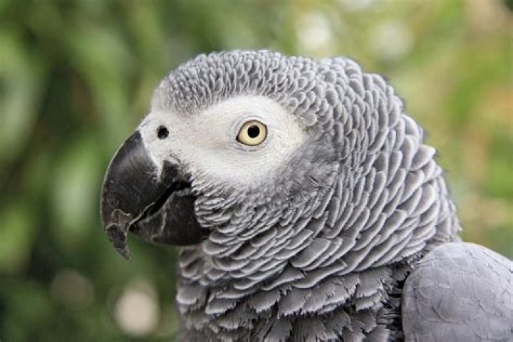 Is There a Grey Macaw Bird Species? Facts & FAQs (with Pictures)