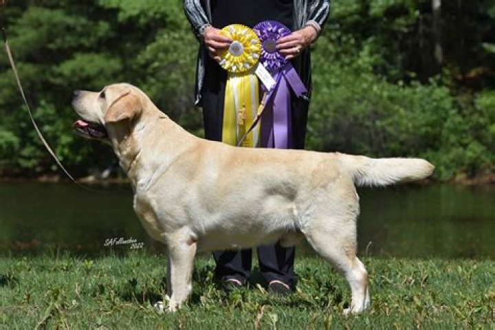 Labrador Retriever Puppies For Sale In Iowa: 2024 Breeders List