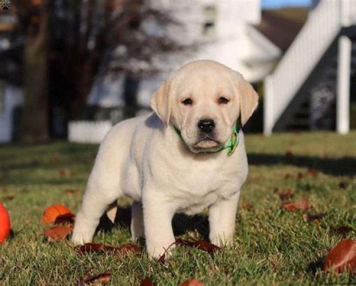 Labrador Retriever Puppies for Sale in New York: 2024 Breeders List