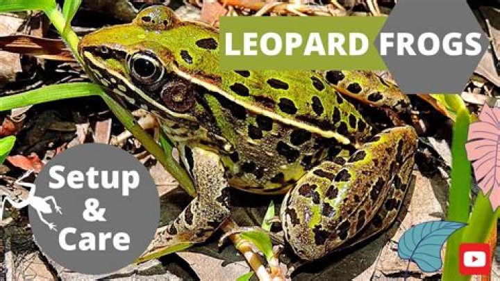 Leopard Frog: Care Guide, Pictures, Varieties, & More