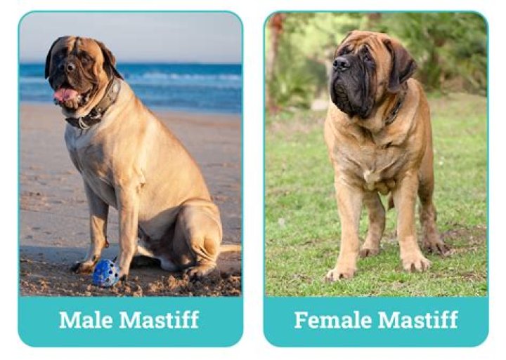Male vs Female Mastiff: The Differences (With Pictures)
