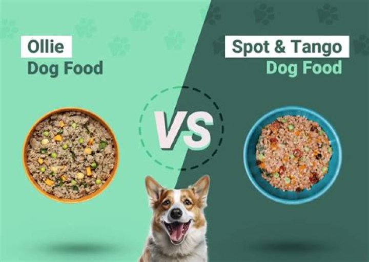 Ollie vs Spot & Tango 2024 Comparison: Which Fresh Dog Food is Better?