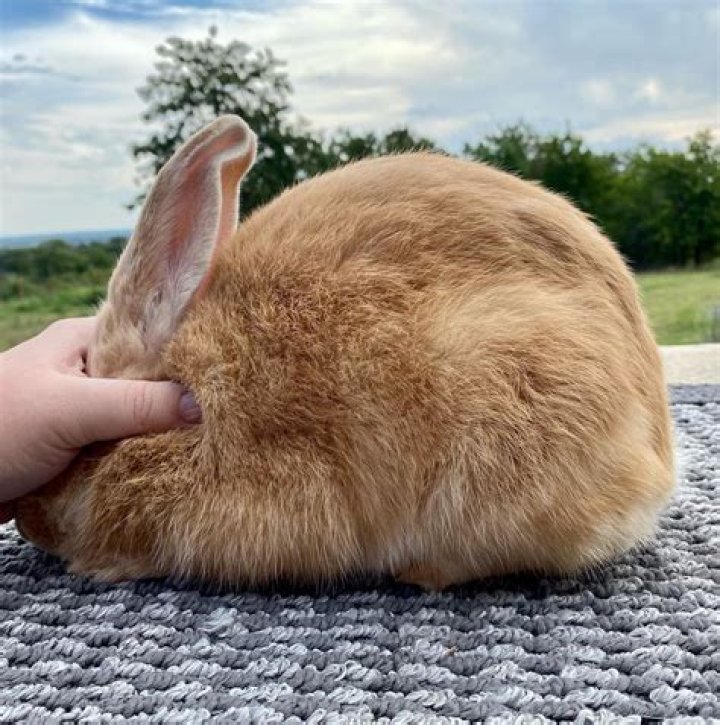 Palomino Rabbit: Pictures, Facts, Lifespan, Behavior & Care Guide