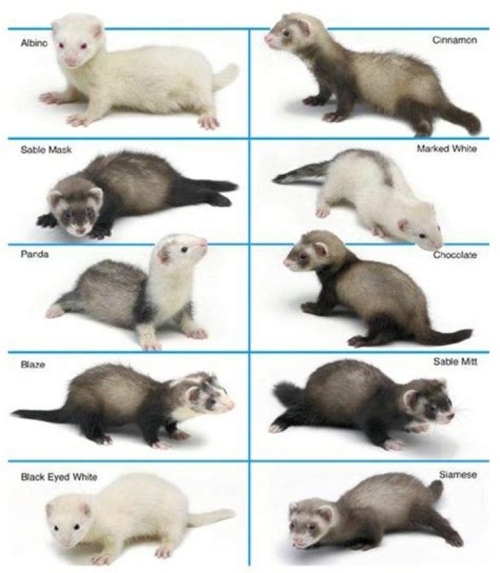 Panda Ferret: Pictures, Facts, & Rarity