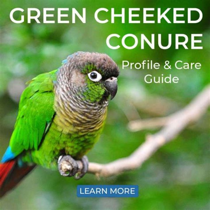 Patagonian Conure: Personality, Food & Care Guide