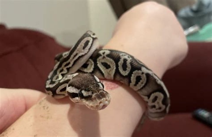 Pewter Ball Python Morph: Facts, Pictures & Care Guide