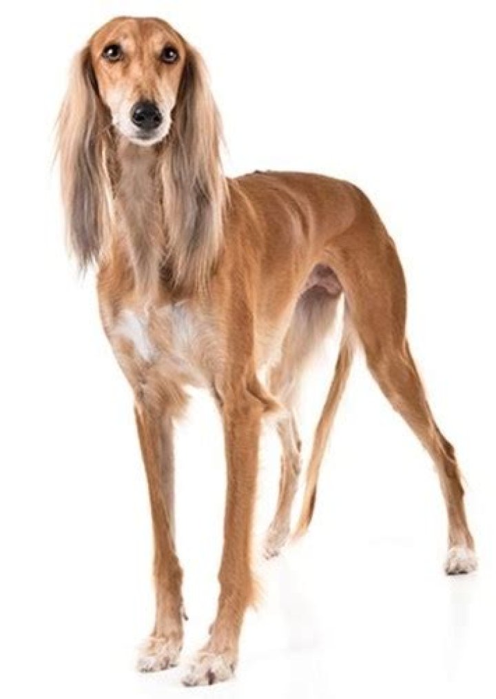 Rita Fan Casting for Live-action Oliver and company | myCast