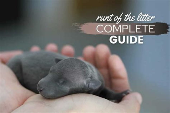 Runt Of The Litter: What It Means, Health Implications & FAQs