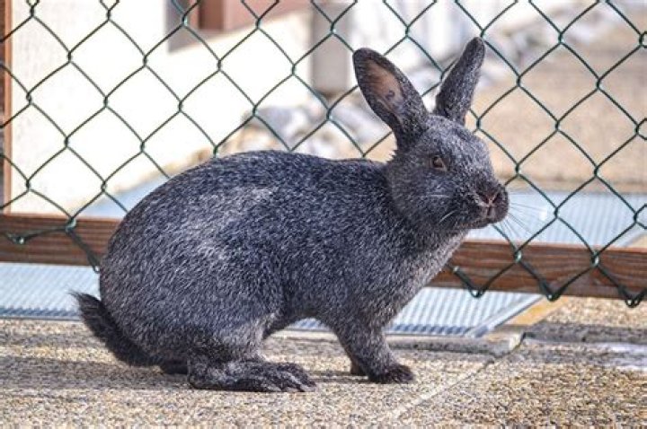 Silver Rabbit: Breed Info, Pictures, Care, Varieties & More