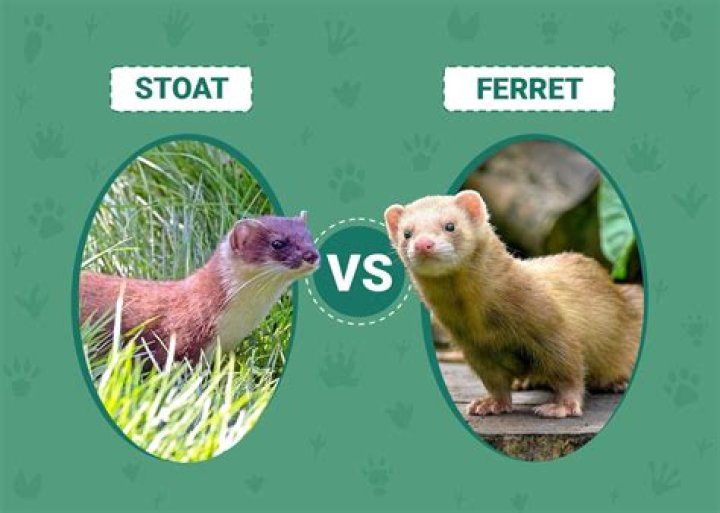 Stoat vs Ferret: What’s the Difference? (With Pictures)