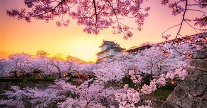 Taiwan Tourism Bureau Shares the Best Locations for Taiwan's Pink Cherry Blossom Season