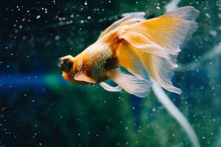 The Best Way to Dispose of a Dead Fish: Vet Approved Steps & Advice