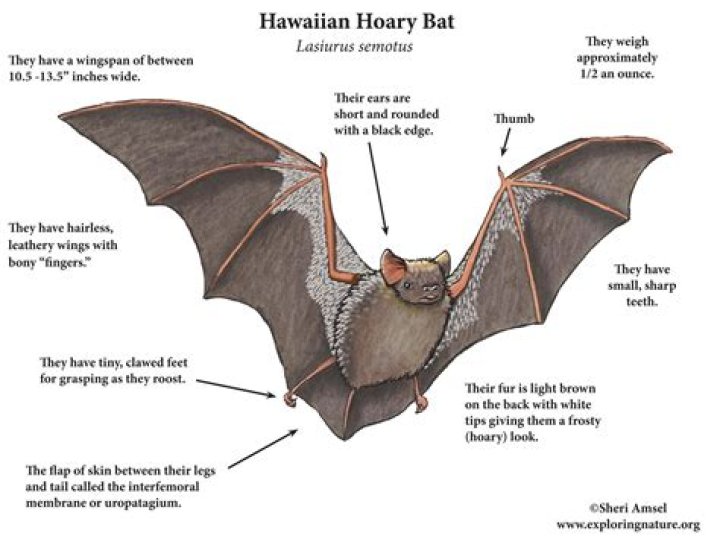 The Meaning of Seeing a Bat Really Isn't So Scary