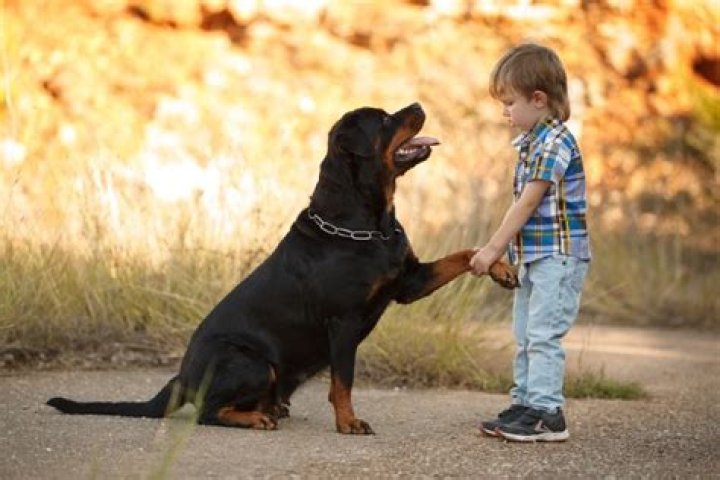To Dock or Not to Dock a Rottweiler’s Tail? Legality, Ethics, Behavior