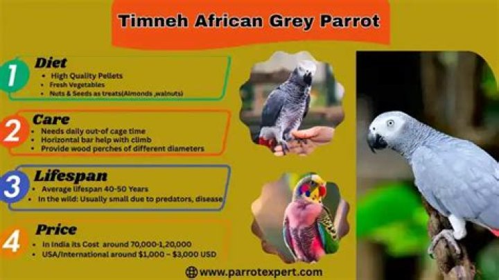 Vasa Parrot: Facts, Diet & Care (With Pictures)