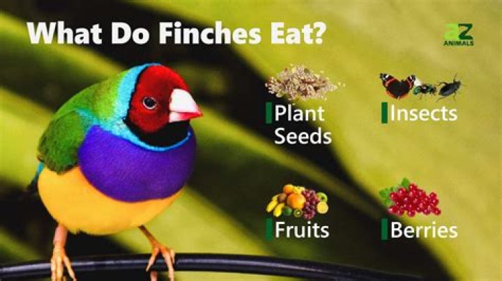 What Do Finches Eat in the Wild and as Pets? Nutrition & Diet Facts