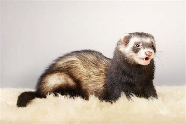 Where Do Ferrets Come From? Origins & History