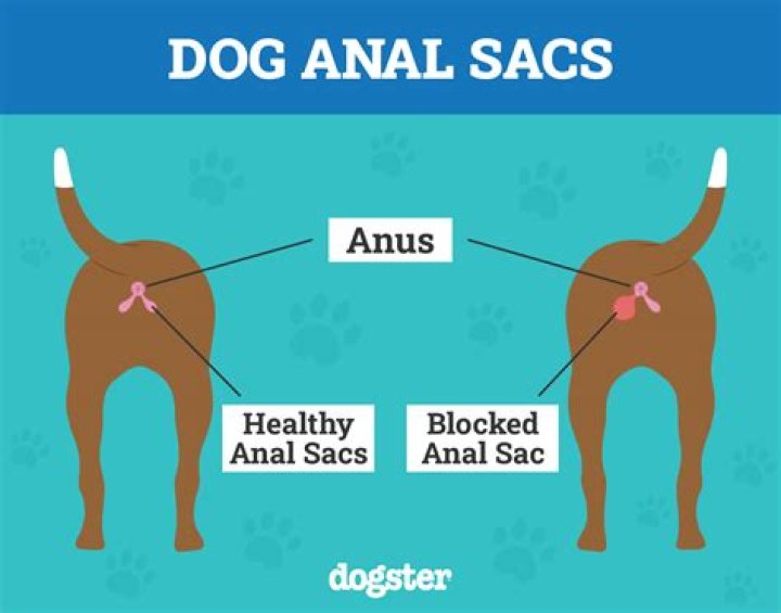 Why Do Dogs Drag Their Butts (Scooting)? Our Vet Explains