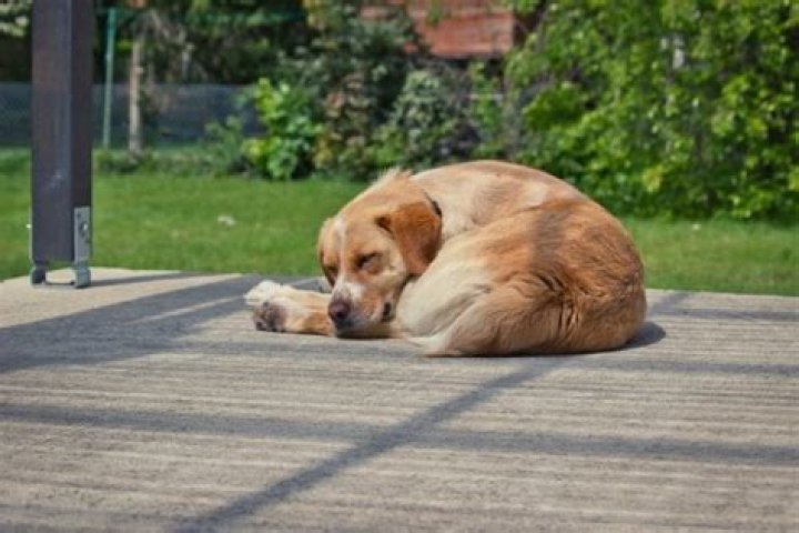 Why Do Dogs Like to Sleep Curled Up? 3 Likely Reasons