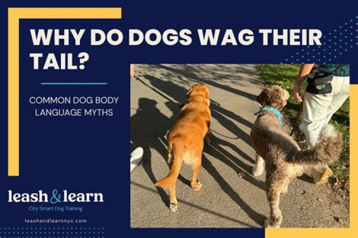 Why Do Dogs Wag Their Tails? 5 Reasons & Their Meaning
