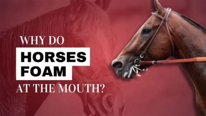 Why Do Horses Foam at the Mouth? 15 Reasons for This